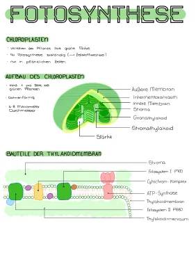 Chloroplasten und Fotosynthese einfach erklärt: Aufbau, Funktionen und Calvin-Zyklus