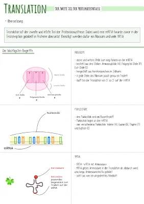 Translation Biologie: Einfache Erklärung und Ablauf der Proteinbiosynthese