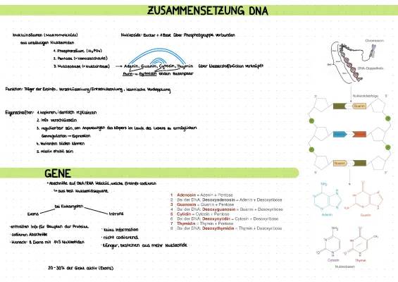 Molekulargenetik einfach erklärt: DNA & RNA Aufbau, Funktion und Beispiele