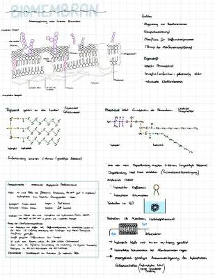 Das Prinzip der Oberflächenvergrößerung und die Zellmembran einfach erklärt