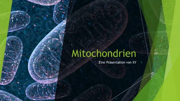 Mitochondrien einfach erklärt: Aufbau, Funktion und wie du sie stärkst