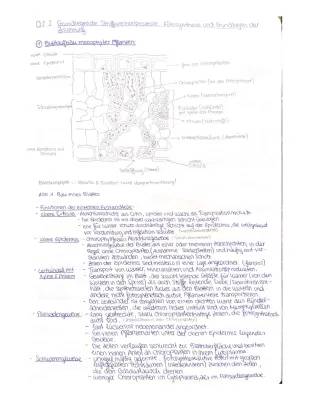 Einfach erklärt: Fotosynthese und Zellatmung für Klasse 7 (Arbeitsblatt Klett und Studyflix)