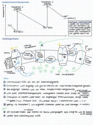 Photosynthese Zusammenfassung PDF: Lichtabhängige und Lichtunabhängige Reaktion, Schema und Gleichung