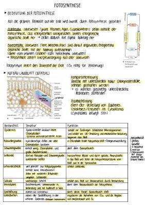 Leistungskurs Biologie: Assimilation (Fotosynthese)