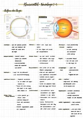 Aufbau und Funktion des Auges einfach erklärt – Arbeitsblatt & Tabellen