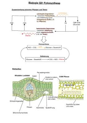 Fotosynthese