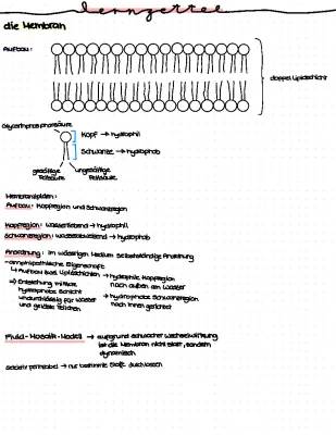 Biomembran und Zellmembran: Einfach erklärt mit Aufbau, Funktion und Skizzen