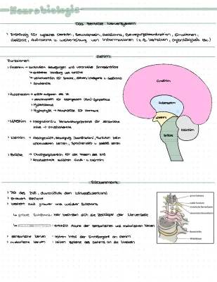 Zentrales und Peripheres Nervensystem einfach erklärt – Was ist der Hypothalamus?