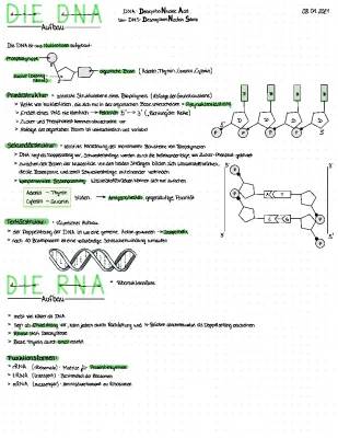 Molekulargenetik: DNA-Replikation, Genregulation und mehr einfach erklärt