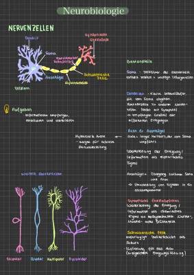 Nervenzellen: Aufbau, Funktion und spannende Fakten über das Ruhepotential und Synapsengifte