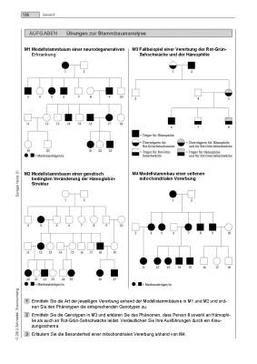 Stammbaumanalyse Übungen PDF und Lösungen für Klasse 10