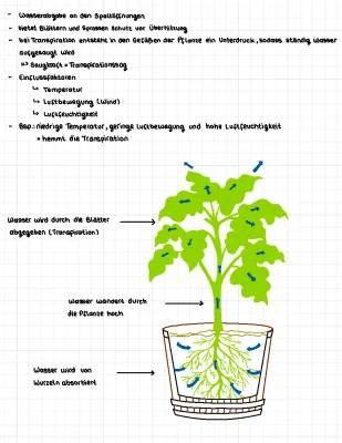 Transpiration einfach erklärt: Warum Pflanzen und Menschen schwitzen