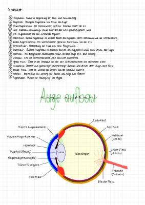 Aufbau und Funktion des Auges: Einfach Erklärt