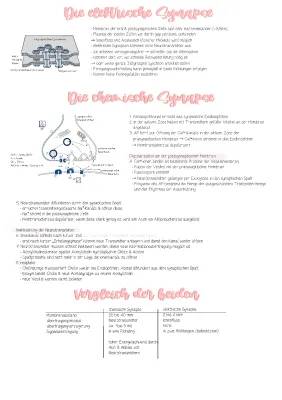 Vergleich Chemische und Elektrische Synapse - Tabelle und Aufbau