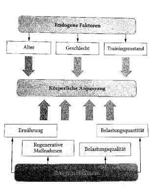 Körperliche Anpassung – Endogene und Exogene Faktoren im Sport für Kinder