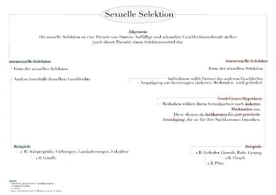 Sexuelle Selektion: Definition, Beispiele und Die Handicap-Hypothese