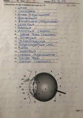 Das Auge Arbeitsblatt mit Lösungen - Klassenarbeit für Klasse 5 bis 9