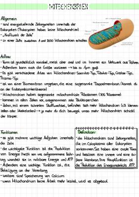 Was sind Mitochondrien? Einfach erklärt mit Aufbau und Funktion!