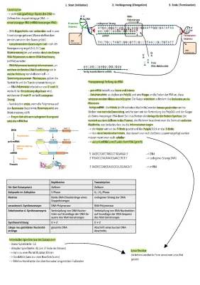 RNA-Prozessierung bei Eukaryoten: Alternatives Spleißen und mehr einfach erklärt