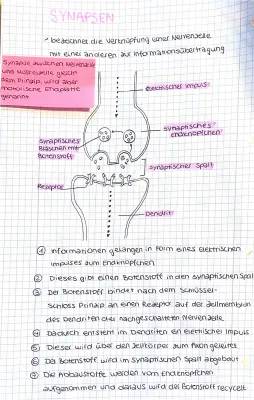 Die Welt der Synapsen: Aufbau und Funktion einfach erklärt