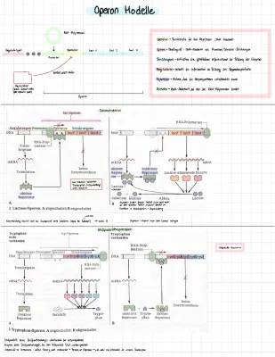 Lac-Operon und Trp-Operon einfach erklärt: Funktion, Aufbau und Unterschiede