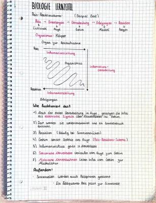 Reiz-Reaktions-Schema für die 5. Klasse – Beispiele, Lösungen und Arbeitsblatt