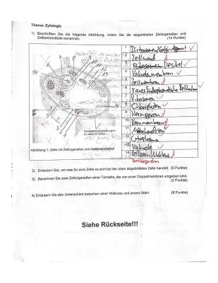 Unterschiede zwischen Prokaryoten und Eukaryoten - Vergleichsanalyse