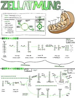 Zellatmung für Kinder: ATP, Mitochondrien und die Atmungskette einfach erklärt