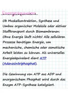 Was ist ATP? Einfach erklärt für Kinder - ATP Funktion, Bildung, und Energie