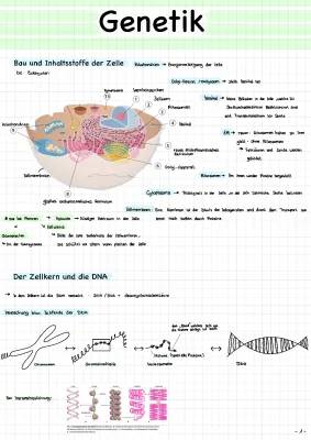 Alles über Mitochondrien und Zellkern: Funktion, Aufbau und mehr