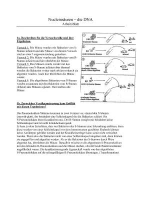 Versuch von Griffith und Avery einfach erklärt - Aufbau der DNA und mehr