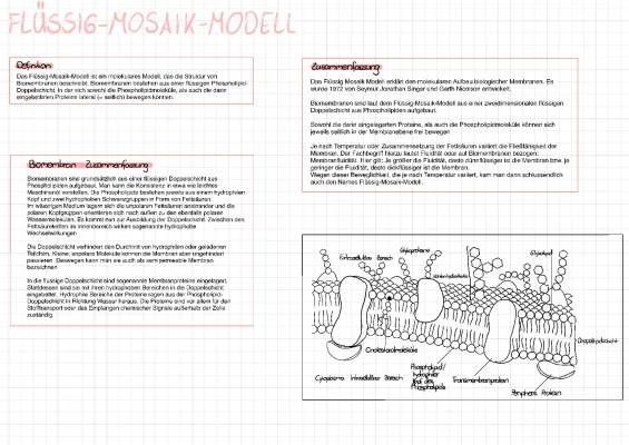 Flüssig-Mosaik-Modell einfach erklärt: Aufbau, Definition und Skizze