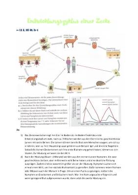 Alles über Zecken: Eier auf Menschen und Hunden, Riesige und kleine Zecken, und Räuber-Beute-Beziehungen