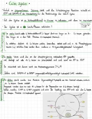 Calvin-Zyklus einfach erklärt: Schema, Arbeitsblatt & Bilanz