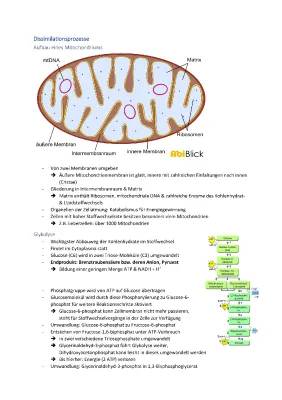 Mitochondrien einfach erklärt: Aufbau, Funktion & Glykolyse