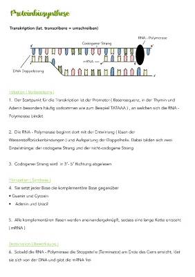 Proteinbiosynthese 