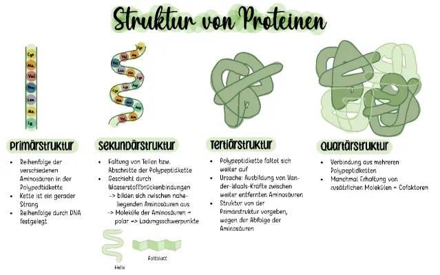 Struktur von Proteinen