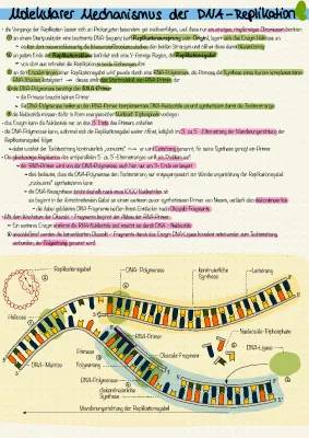 DNA-Replikation Ablauf einfach erklärt: Prokaryoten, Enzyme und Unterschiede