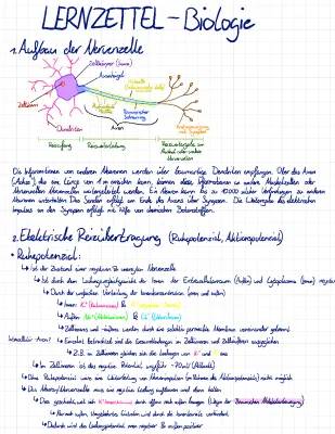 Nervenzelle Aufbau und Funktion: Dendriten, Axon, Aktionspotential einfach erklärt