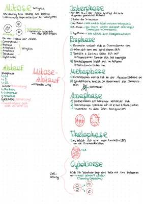 Mitose und Zellteilung Einfach Erklärt - Phasen, Definition und Tabelle