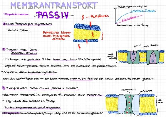 Einfache Erklärungen: Aktiver und Passiver Transport sowie die Natrium-Kalium-Pumpe