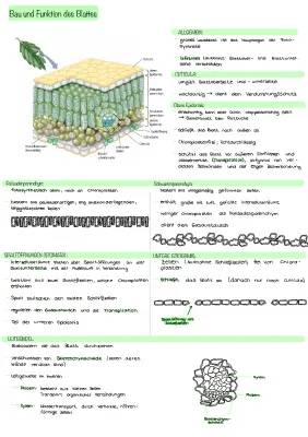 Aufbau und Querschnitt eines Laubblattes - Mit Beschriftung und Funktionen