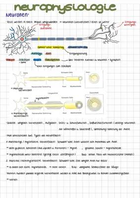 Neurophysiologie