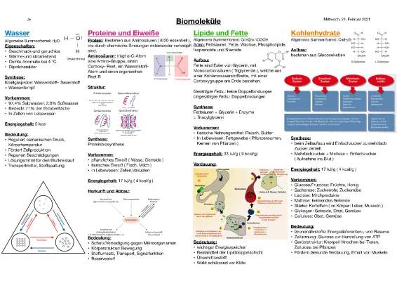 Biomoleküle einfach erklärt: Beispiele, Funktionen und mehr!