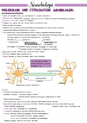 Neurobiologie Abi Lernzettel: Natrium-Kalium-Pumpe und Synapsen