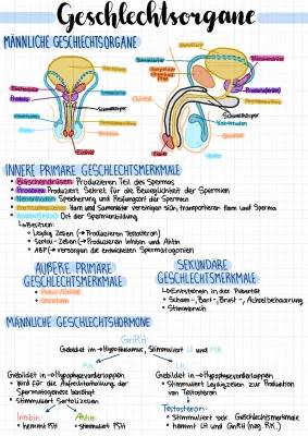 Spermatogenese und Oogenese einfach erklärt: Geschlechtsorgane und ihre Funktionen