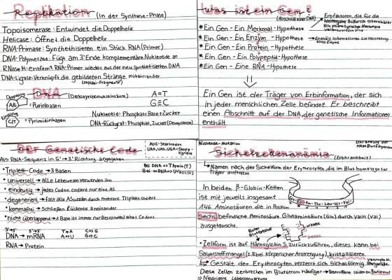 Einfache Erklärung der Proteinbiosynthese und Mutationen für Kinder