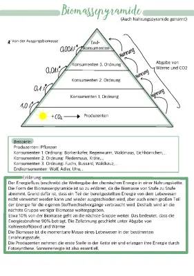 Biomassenpyramide & Energiefluss einfach erklärt - Beispiele und Arbeitsblatt