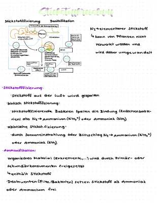 Stickstoffkreislauf einfach erklärt für Kinder - PDF zum Download