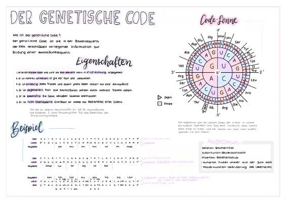 Genetischer Code einfach erklärt: Eigenschaften und Peptidbindung verstehen